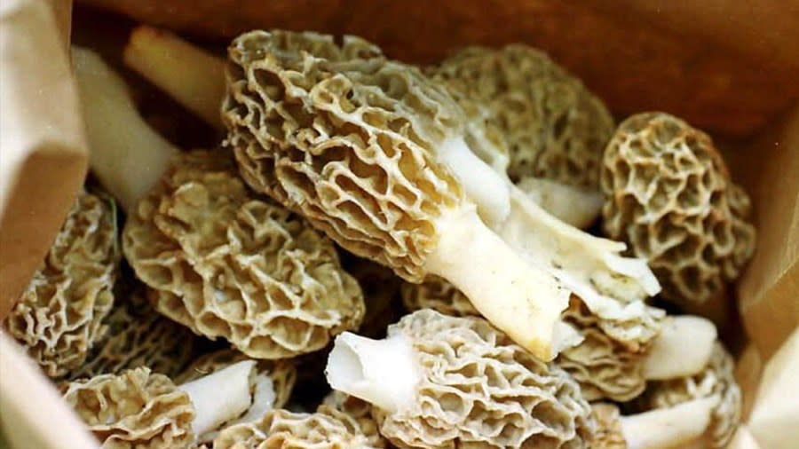 A forager shows off their haul of morel mushrooms. (AP file)