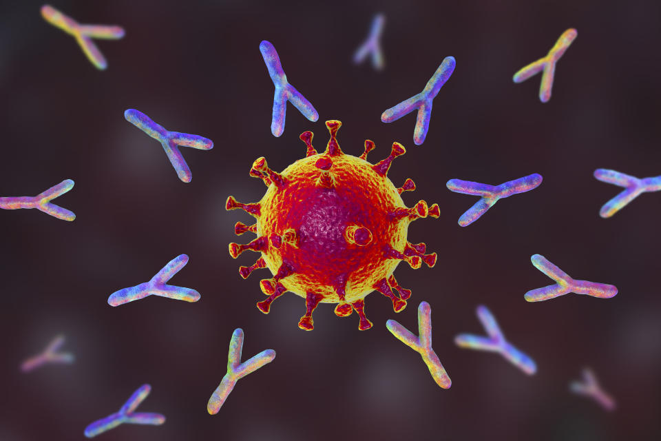 Illustration of antibodies (y-shaped) responding to an infection with the new coronavirus SARS-CoV-2. The virus emerged in Wuhan, China, in December 2019, and causes a mild respiratory illness (covid-19) that can develop into pneumonia and be fatal in some cases. The coronaviruses take their name from their crown (corona) of surface proteins, which are used to attach and penetrate their host cells. Once inside the cells, the particles use the cells&#39; machinery to make more copies of the virus. Antibodies bind to specific antigens, for instance viral proteins, marking them for destruction by other immune cells, such as the macrophage white blood cell behind the virus.