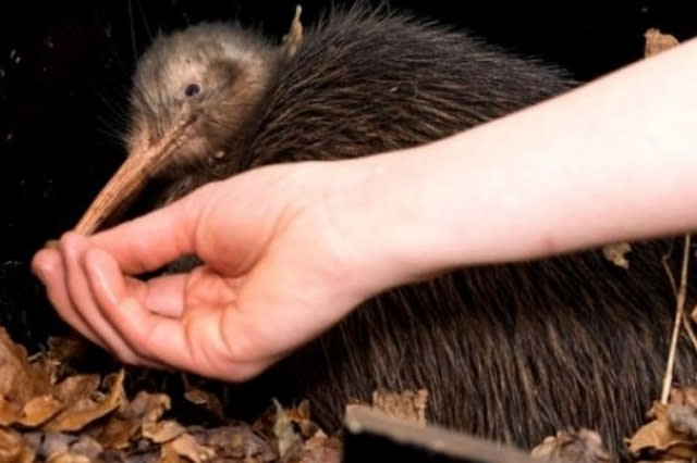 Manu the kiwi at Paignton Zoo