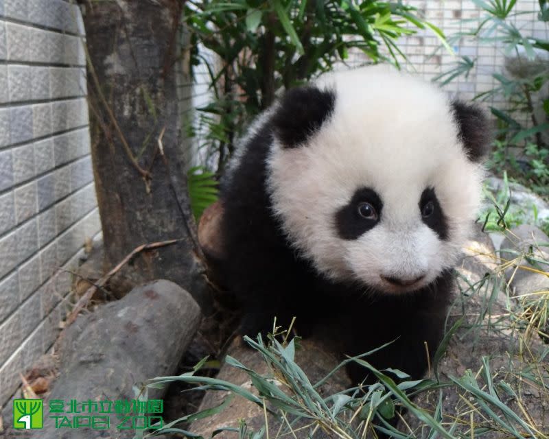 ▲大貓熊。（圖／取自Taipei Zoo臺北市立動物園）