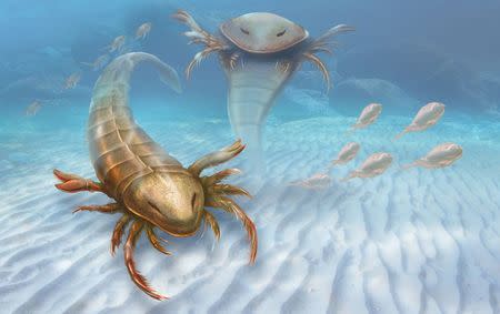 An artist's impression of a large, active predator called Pentecopterus decorahensis that lived 467 million years ago during the Ordovician Period is shown in this image released on September 1, 2015. REUTERS/Patrick Lynch/Yale University/Handout