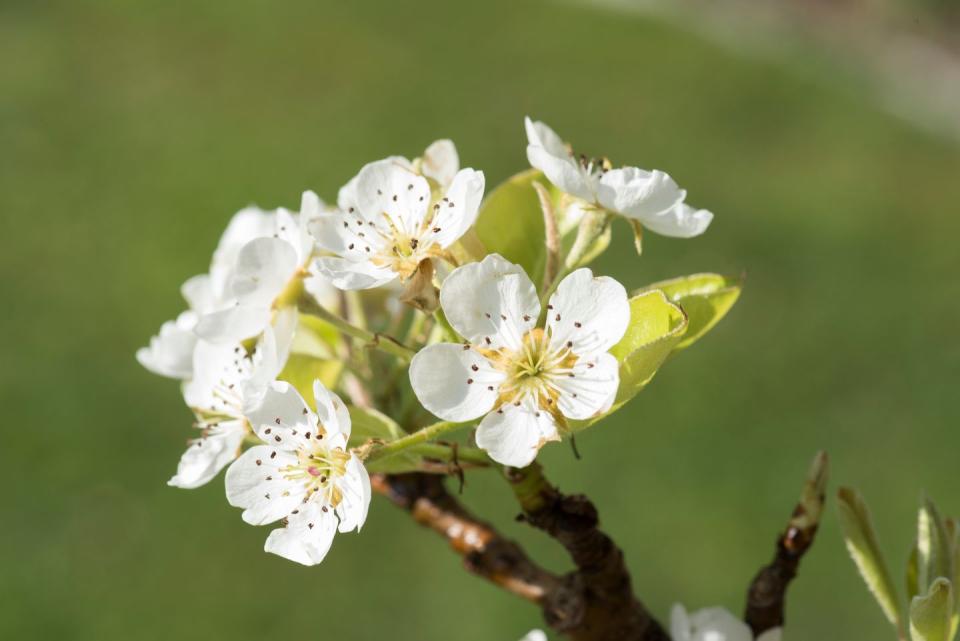 40. Apple Blossom - Arkansas