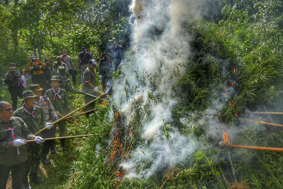 Police officers and personel of National Narcotics Agency (BNN) burn marijuana trees during an operation in Teupin Reuseup village in Nort Aceh, Indonesia, Wednesday, Aug. 16, 2023. Indonesian authorities on Wednesday burned a marijuana plantation in the northern province of Aceh after it was discovered by drones. (AP Photo/Rahmat Mirza)