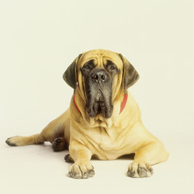 Mastador (Mastiff + Labrador Retriever)