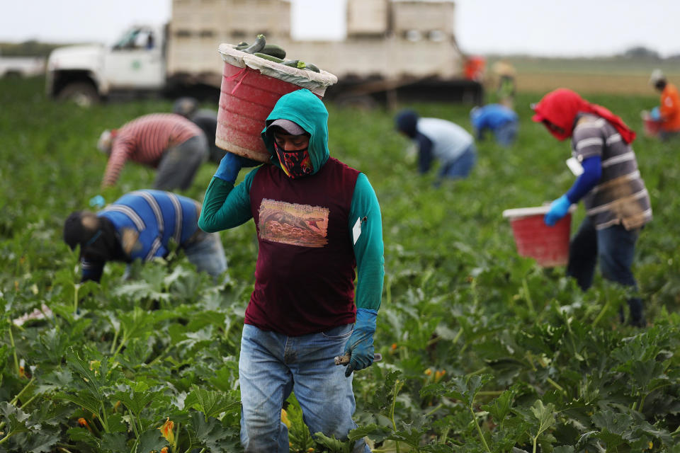 Image: Farm workers harvest zucchini in Florida City (Joe Raedle / Getty Images)