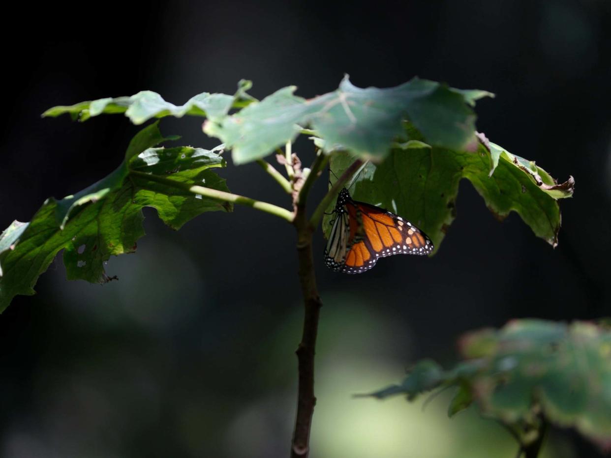 A monarch butterfly rests on a plant in the winter nesting grounds of El Rosario Sanctuary, near Ocampo, Michoacan state: AP