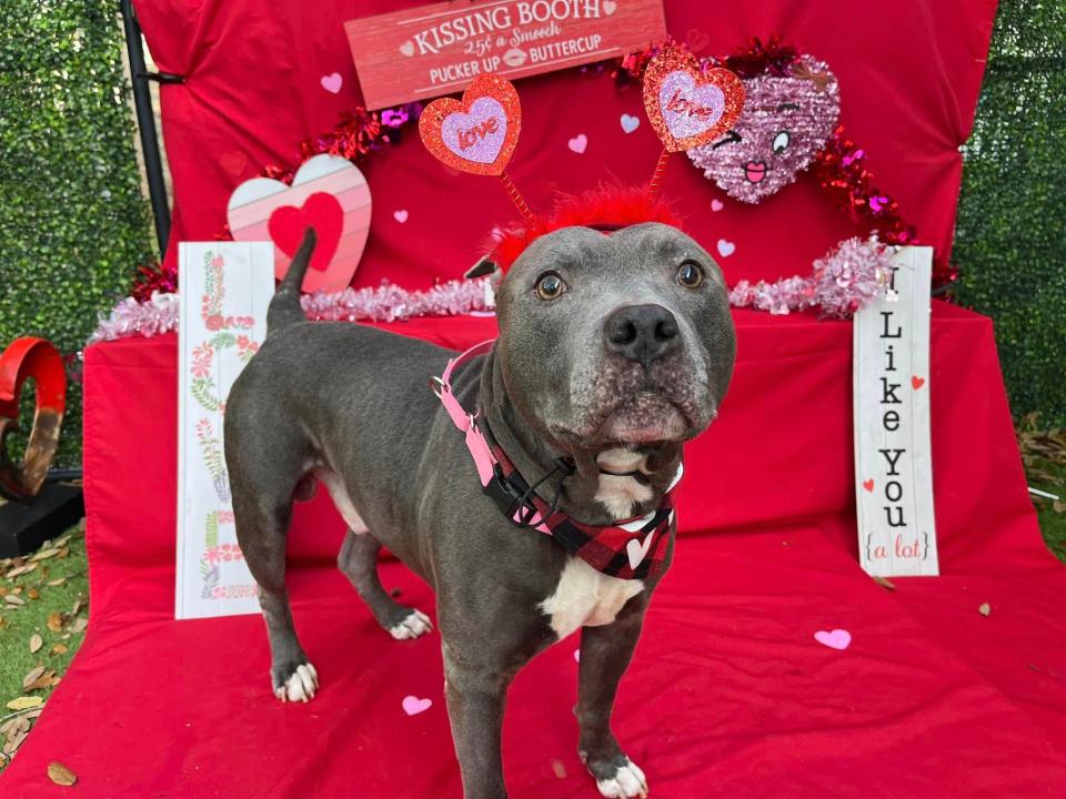 Bleu Davinci, a 10-year-old neutered male dog, is The Palm Beach Post's adoptable pet of the week for the week of March 18.