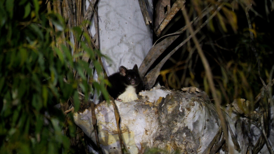A greater glider in a tree hollow at night.