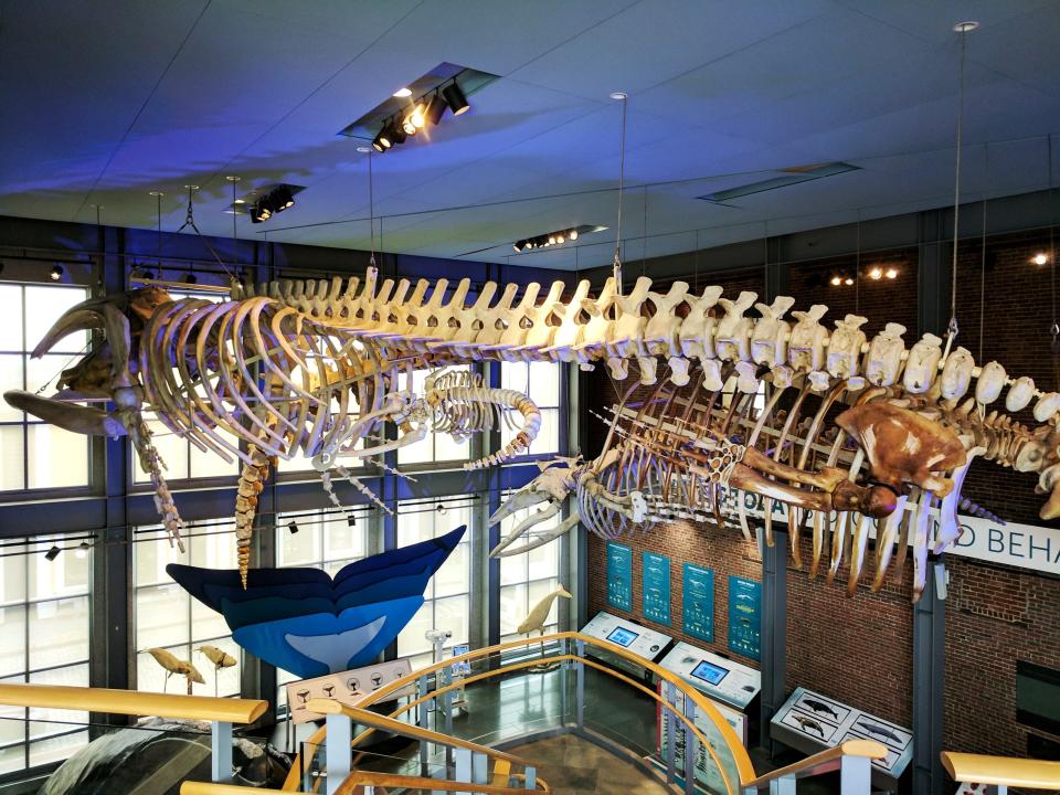 Reyna the 49-foot female North Atlantic right whale on display at the New Bedford Whaling Museum.