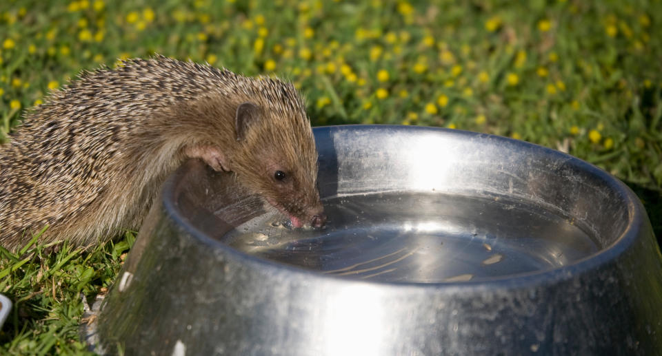 Bei Hitze brauchen kleine Wildtiere wie Igel unsere Unterstützung. (Bild: Getty Images)