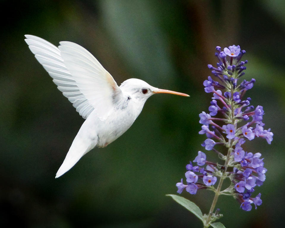 <p>The Albino ruby-throated hummingbird in Staunton, Virginia. (Photo: Marlin Shank/Caters News) </p>