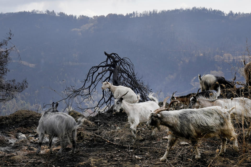 Goats are seen at a burn area near Krioneritis village on Evia island, about 181 kilometers (113 miles) north of Athens, Greece, Thursday, Aug. 12, 2021. Greek Prime Minister Kyriakos Mitsotakis says the devastating wildfires that burned across the country for more than a week amount to the greatest ecological catastrophe Greece has seen in decades. (AP Photo/Petros Karadjias)
