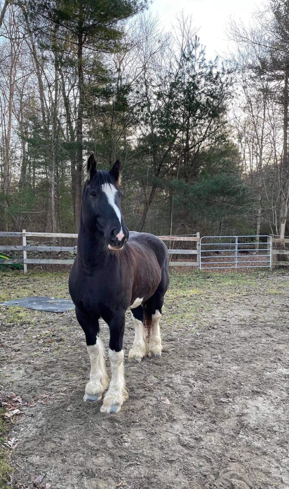 Max, a 7-year-old Shire horse, escaped his paddock on Tuesday, Nov. 30, 2021. He was caught safely after being seen galloping along Route 140 South.