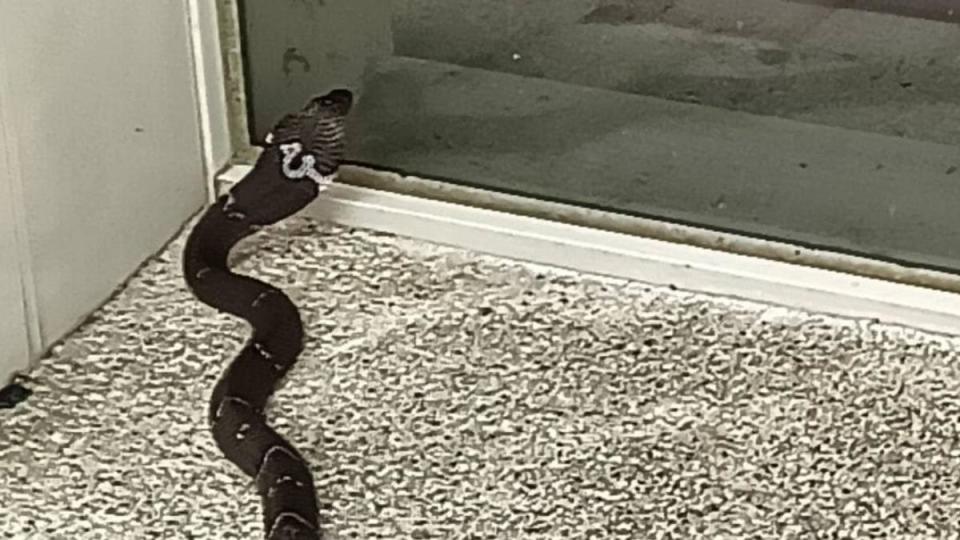 有民眾在車站外牆目睹眼鏡蛇爬行，還仰頭吐信。（圖／翻攝自臉書599坐火車慢遊台灣）