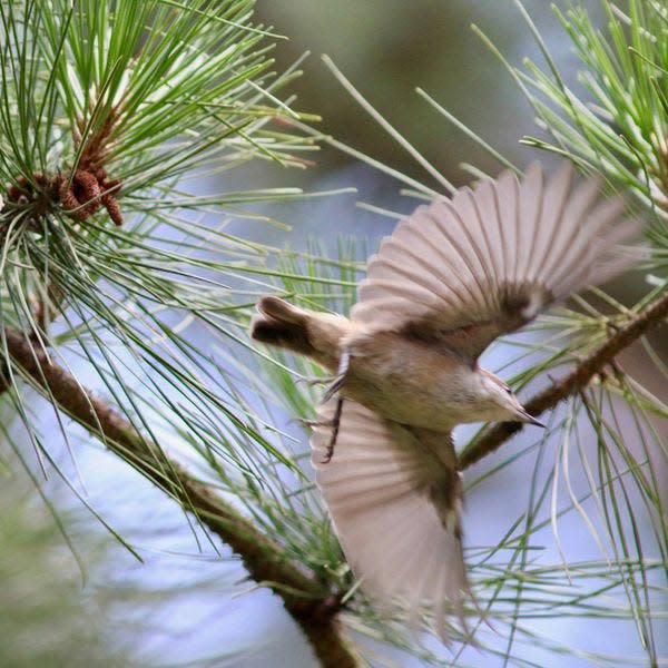 A brown-headed nuthatch flies from a shortleaf pine tree on property owned by the U.S. Forest Service in London, Ky.