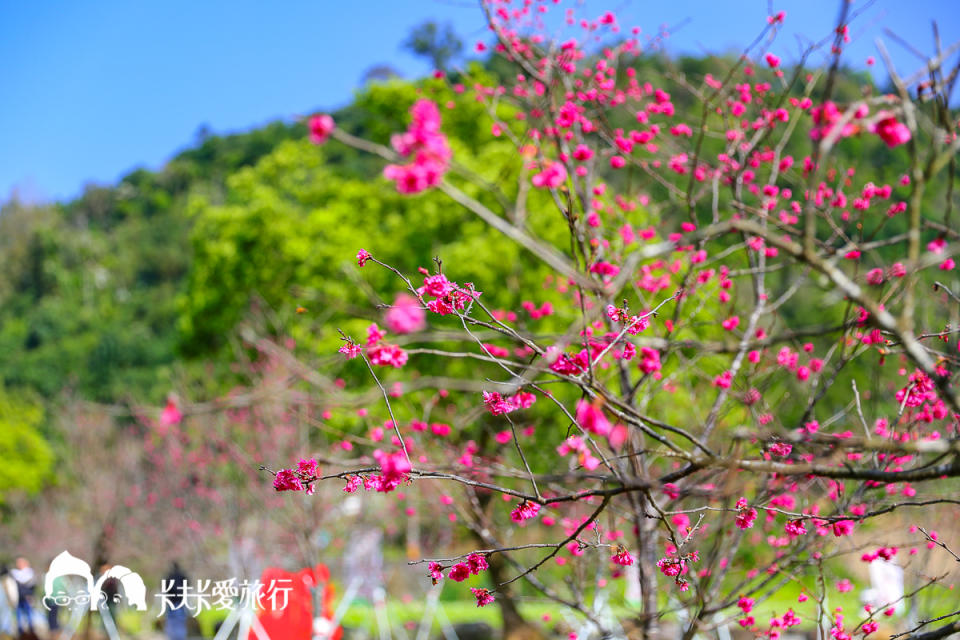 宜蘭10處賞櫻秘境