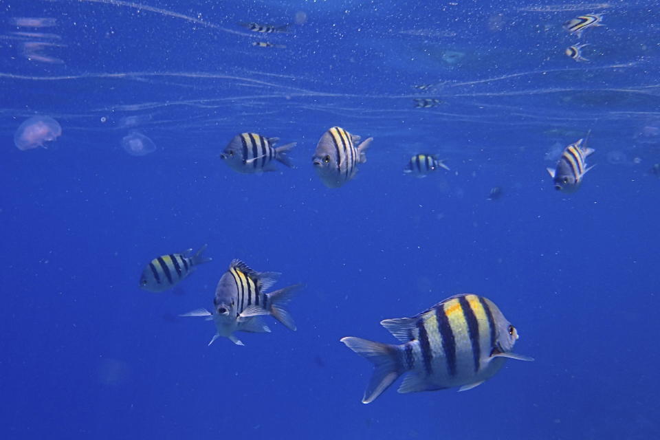 FILE - In this Sunday, June 28, 2015 file photo, sergeant major fish, a type of damselfish, swim near the surface of the Red Sea in the resort town of Sharm el-Sheikh, south Sinai, Egypt. Not only are humans changing the surface and temperature of the planet, but also its sounds – and those shifts are detectable even in the open ocean, according to research published Thursday, Feb. 4, 2021. (AP Photo/Hassan Ammar)