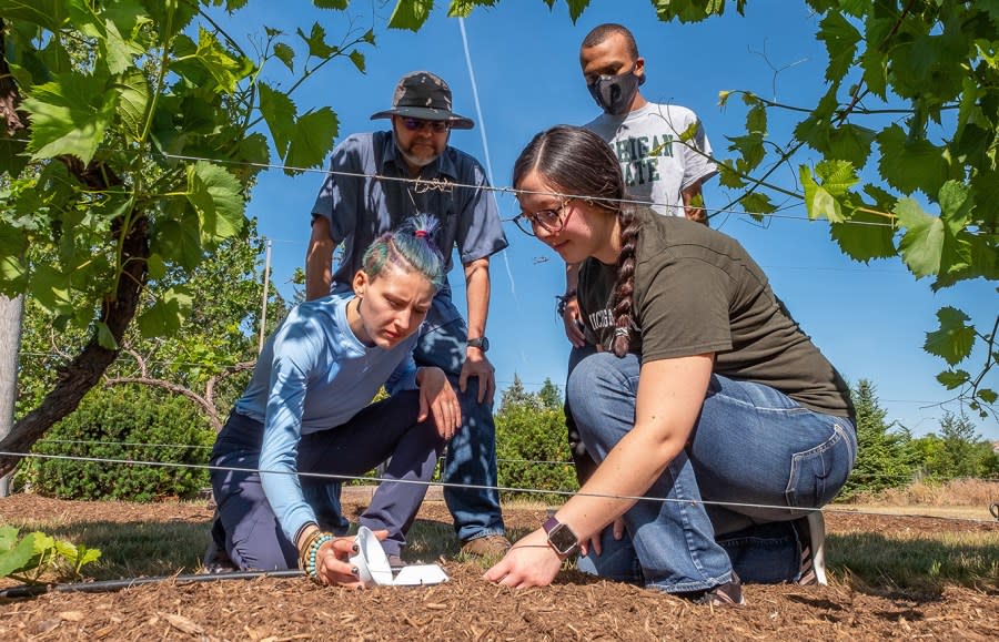 Pictured: Undergrad Robin Fisher with grad student Ariana Hernandez, Matt Grieshop and EROF Naim Benin. Entomology associate professor Matt Grieshop (back, left) and graduate student Ariana Hernandez (front, right) discuss trapping spotted wing Drosophila, a major pest of fruit, with student researchers Robin Fisher (front, left) and Naim Benin (back, right). (Courtesy: MSU Department of Entomology)