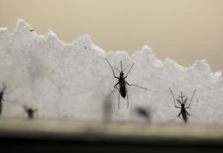 Aedes aegypti mosquitoes are seen at the Laboratory of Entomology and Ecology of the Dengue Branch of the U.S. Centers for Disease Control and Prevention in San Juan, Puerto Rico, March 6, 2016. REUTERS/Alvin Baez/File Photo