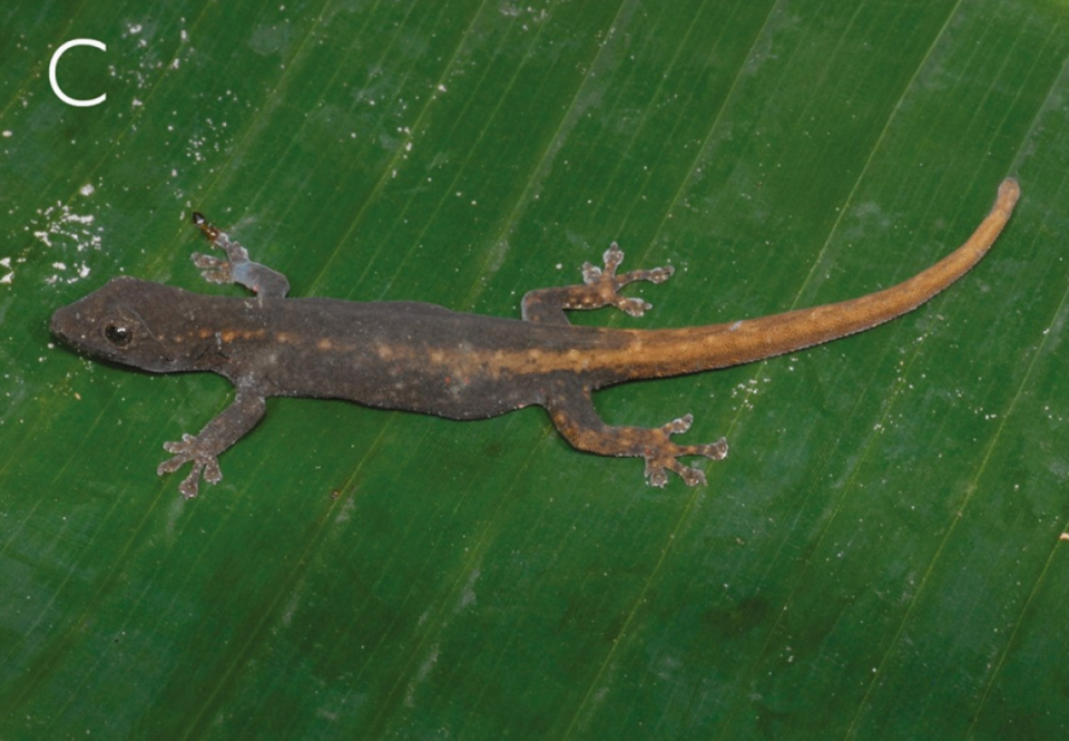 A female Lygodactylus leopardinus, or leopard dwarf gecko, seen from the top.