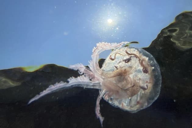 Le retour des méduses en Méditerranée s'explique en partie par  l'augmentation de la température de l'eau - France Bleu