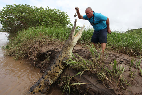 Tour guide hand feeds crocodile Jason Vargas Aguero