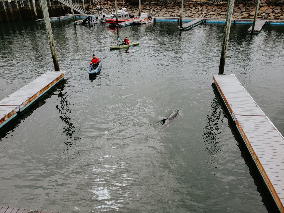 Rescuers used kayaks and boats to encourage an Atlantic white-sided dolphin out from among boat slips at Millway Marina in Barnstable on Tuesday, May 2, 2023.