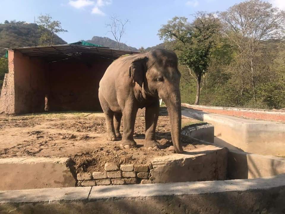 卡萬被關在動物園裡毫無精神。（圖／翻攝自臉書《Free Kaavan the Elephant》）