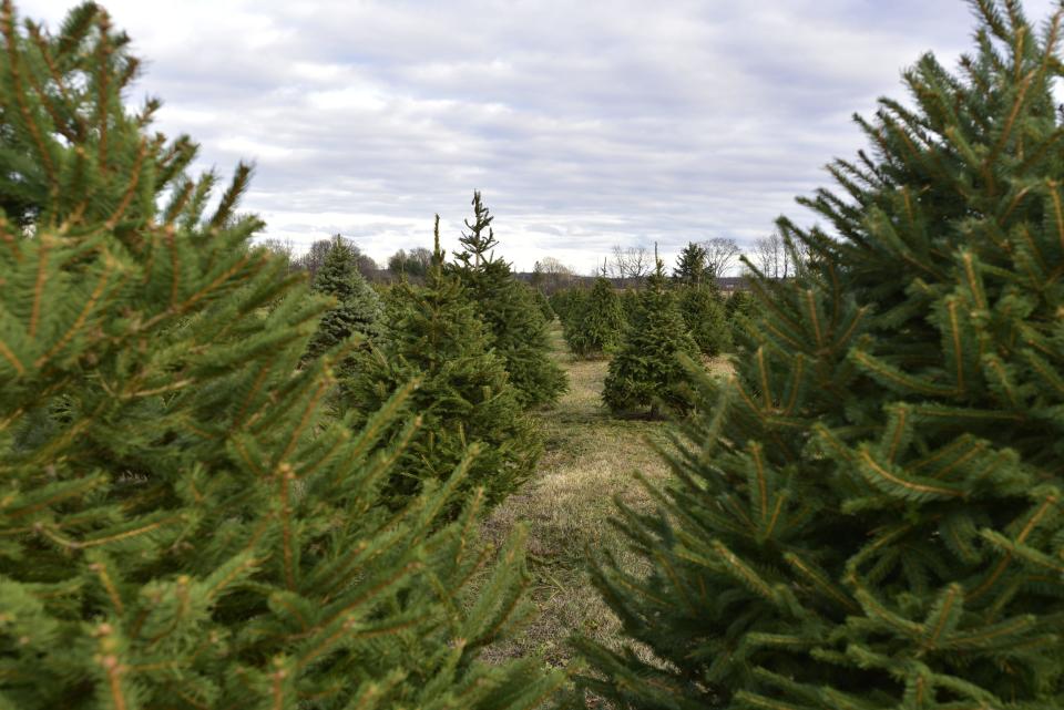 Uncut pine trees up for sale for patrons at Country Christmas Tree Farm in Greenwood Township on Monday, Nov. 14, 2022. Tree prices start at $45.