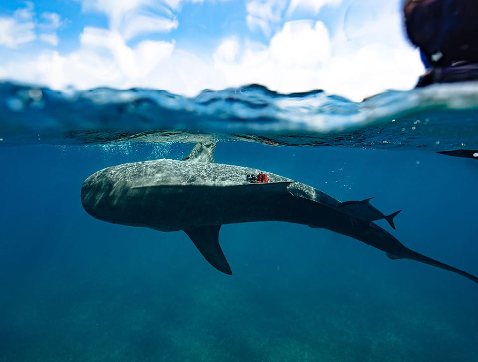 tigershark-tagging-biologging-2019-1