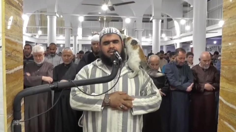 阿爾及利亞一處清真寺進行晚間齋戒禱告，搗亂的貓咪讓影片爆紅。（圖／翻攝自Dahmane Sadki page粉專）