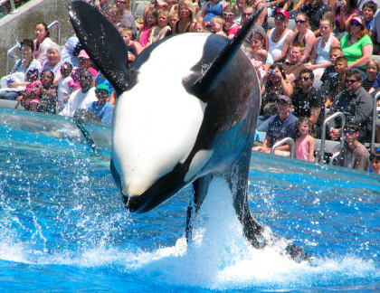 SeaWorld's stock has suffered amid bad press since the release of Blackfish in 2013.