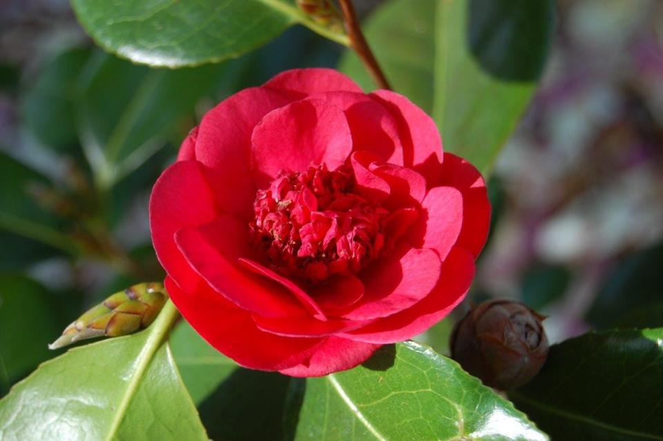 Camellia ‘April Tryst’ — one of the super cold-hardy camellias now available for Kentucky gardens.