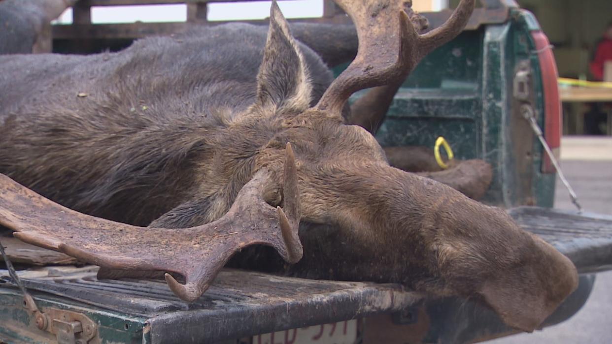 More than 5,000 moose licences were issued by the province this year. Moose hunting season runs this week from Tuesday to Saturday.  (CBC - image credit)
