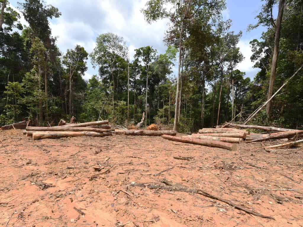 Three monthly records for deforestation in the Brazilian Amazon have been broken this year so far (AFP via Getty Images)