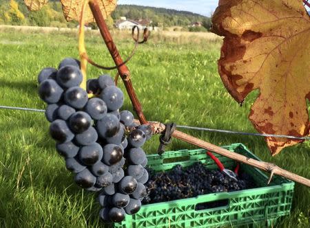 Grapes hang on a vine during harvest at the Lerkekasa vineyard in Norway, one of the world's northernmost wine producers, September 25, 2014. REUTERS/Alister Doyle