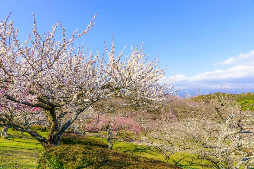 岩本山公園（Image Source : Getty Creative）