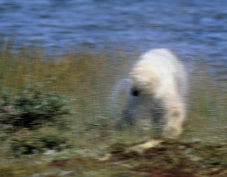 This blurry bear is not Scottish (Picture: WWF)