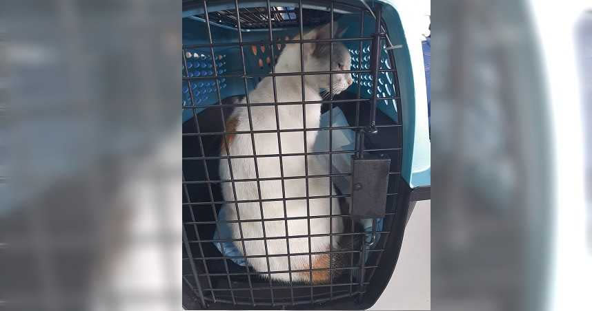 巴拿馬一處監獄發現有人試圖使用貓咪來運送毒品給犯人。（圖／翻攝自@ProtegeryServir推特）