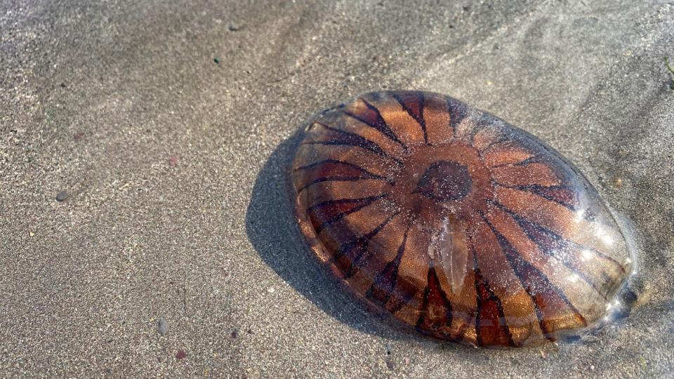 Compass jelly fish washed up on the south coast Cornwall (Getty Images/iStockphoto)