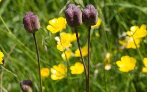 Snakeshead fritillary only flourishes in damp soil  - Credit: Tony Buckingham