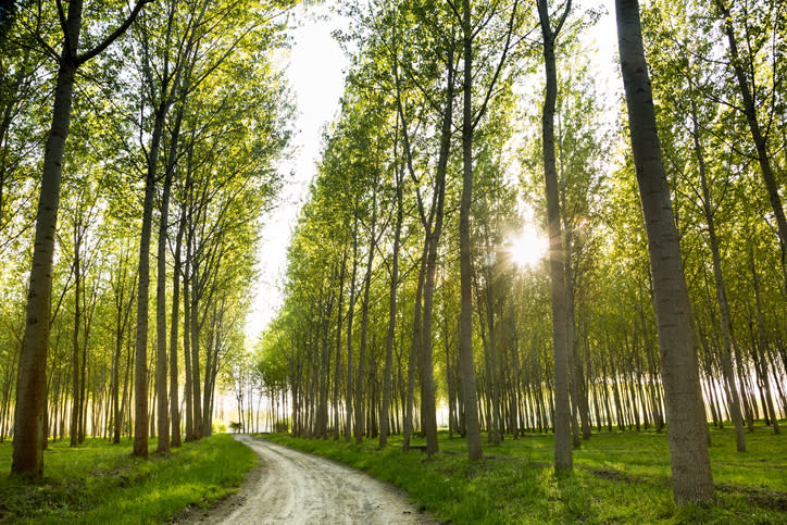 Pasear entre los árboles o por el campo ¿puede mejorar la salud?