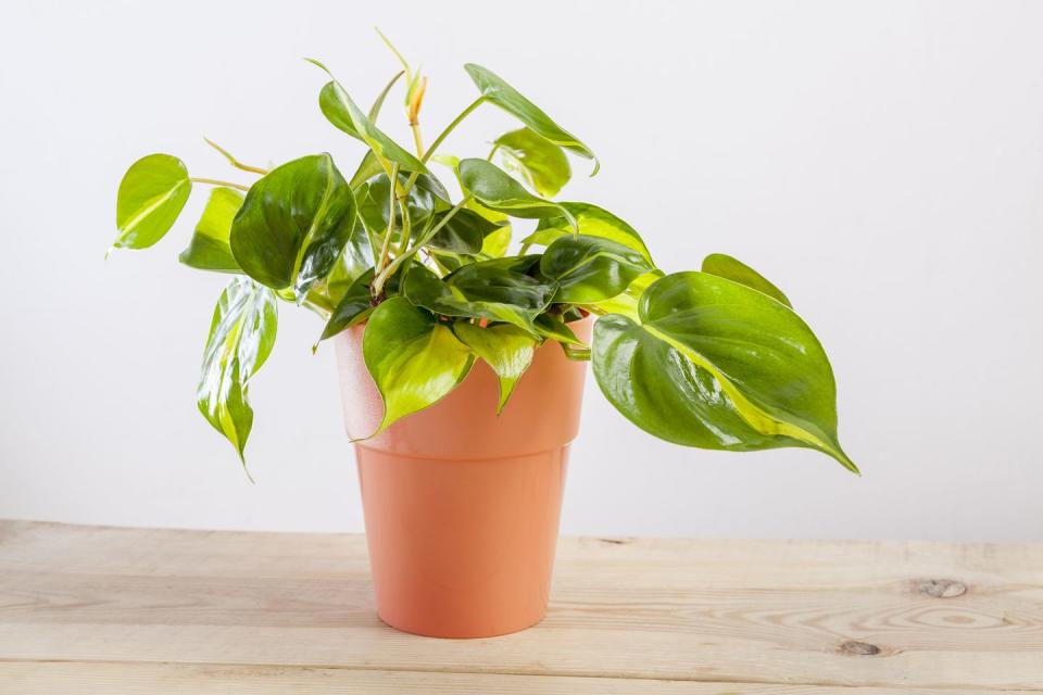 air purifying plants philodendron brasilia with variegated green leaves in flowerpot