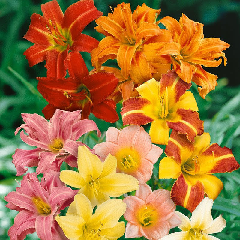 <p><a href="https://go.redirectingat.com?id=74968X1596630&url=https%3A%2F%2Fwww.edenbrothers.com%2Fproducts%2Fspring-perennials-daylilies-mix&sref=https%3A%2F%2Fwww.countryliving.com%2Fgardening%2Fgarden-ideas%2Fadvice%2Fg1143%2Fbest-perennials-for-any-yard%2F" rel="nofollow noopener" target="_blank" data-ylk="slk:Shop Now;elm:context_link;itc:0;sec:content-canvas" class="link ">Shop Now</a></p><p>Daylily</p><p>edenbrothers.com</p><p>$26.29</p>