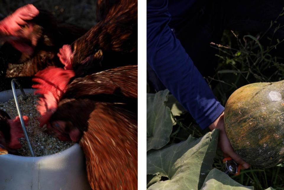 Left: Chickens eat feed during morning rounds. Right: Dairon De La Torre Gamboa holds a Cuban butternut squash grown on the farm.