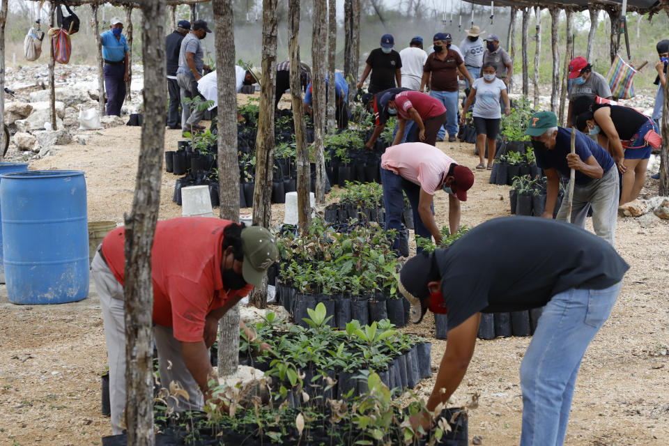 Beneficiaries of Planting Life, a jobs and reforestation program promoted by Mexican President Andres Manuel Lopez Obrador, prepare seedlings for planting in Kopoma, Yucatan state, Mexico, Thursday, April 22, 2021. President Lopez Obrador is making a strong push for his oft-questioned tree-planting program, trying to get the United States to help fund expansion of the program into Central America as a way to stem migration. (AP Photo/Martin Zetina)