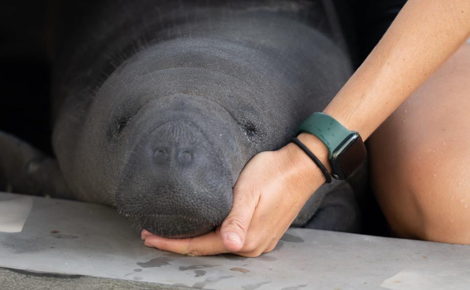 An abandoned manatee calf, age two to three months, was rescued by ZooTampa after hurricane Idalia.