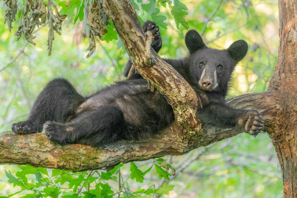 The Smokies’ bear population has grown from 600 in the 1990s to approximately 1,900 today. Over the same time period, the human population doubled in Sevier County, Tennessee, home to Gatlinburg — and park visitation soared to a record 14 million plus last year. To keep bears wild, maintain 50 yards’ distance and do not leave your food accessible to them.