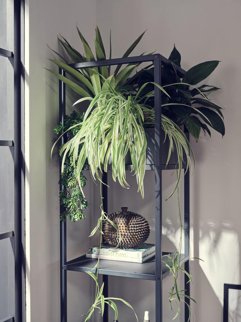 plants sitting on a shelf