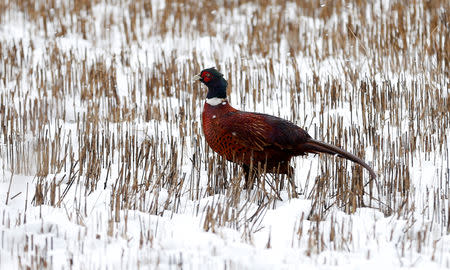 FILE PHOTO: A pheasant walks through the snow in Perthshire, Scotland, Britain January 30, 2016. REUTERS/Russell Cheyne/File Photo